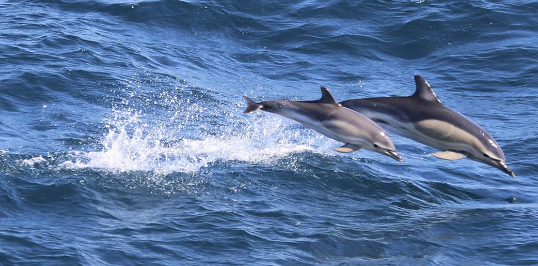 Short beaked common dolphins leaping out of the ocean